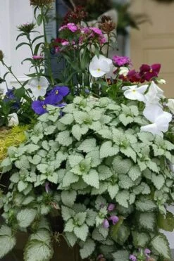 Beacon Silver Lamium - 5 Pack Of Pint Pots -Trees And Plants Lamium Beacons Silver 2