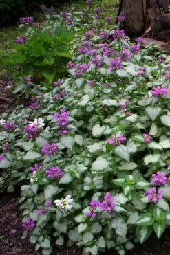 Beacon Silver Lamium - 5 Pack Of Pint Pots -Trees And Plants Lamium Beacons Silver 3