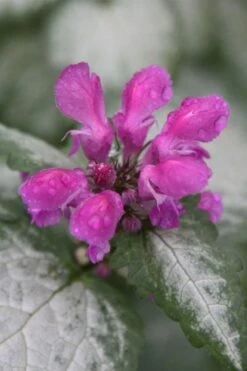 Beacon Silver Lamium - 5 Pack Of Pint Pots -Trees And Plants Lamium Beacons Silver 4