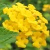 New Gold Hardy Lantana - 5 Pack Of Quart Pots