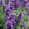 Hidcote Blue English Lavender - 6 Pack Of Pint Pots -Trees And Plants Lavender Hidcote 2