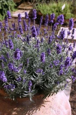 Hidcote Blue English Lavender - 6 Pack Of Pint Pots -Trees And Plants Lavender Hidcote 3