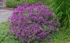 Otto Quast Spanish Lavender - 1 Gallon Pot -Trees And Plants Lavender Otto Quast 21