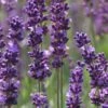 Phenomenal Lavender - 5 Pack Of Quart Pots