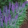 Big Blue Liriope (Lilyturf) - 72 Pack Of 3.5" Pint Pots
