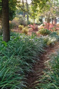 Emerald Goddess Liriope (Lilyturf) - 6-Pack Of 1 Gallon Pots -Trees And Plants Liriope Emerald Goddess 500x750 1