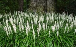Monroe's White Liriope - Lilyturf - 10 Count Flat Of Pint Pots -Trees And Plants Liriope Monroe White Landscape 2