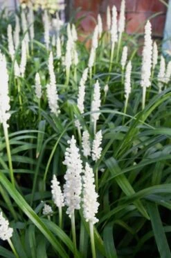 Monroe's White Liriope - Lilyturf - 10 Count Flat Of Pint Pots -Trees And Plants Liriope Monroes White 500x750 2