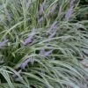 Silvery Sunproof Variegated Liriope - Lilyturf - 6 Pack Of 1 Gallon Pots -Trees And Plants Liriope Silvery Sunproof 13