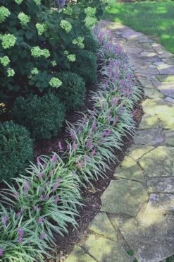 Silvery Sunproof Variegated Liriope - Lilyturf - 6 Pack Of 1 Gallon Pots -Trees And Plants Liriope Silvery Sunproof 15