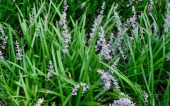 Creeping Lilyturf - Liriope Spicata - 10 Pack Of Pint Pots -Trees And Plants Liriope Spicata 50