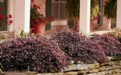 Purple Pixie Loropetalum - 6 Pack Of 1 Gallon Pots -Trees And Plants Loropetalum Purple Pixie 102