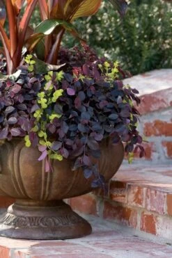 Purple Pixie Loropetalum - 6 Pack Of 1 Gallon Pots -Trees And Plants Loropetalum Purple Pixie 104