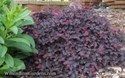 Purple Pixie Loropetalum - 6 Pack Of 1 Gallon Pots -Trees And Plants Loropetalum Purple Pixie 12
