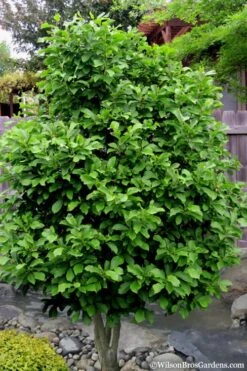 Ann Magnolia Tulip Tree - 5 Gallon Pot -Trees And Plants Magnolia Ann 112 2