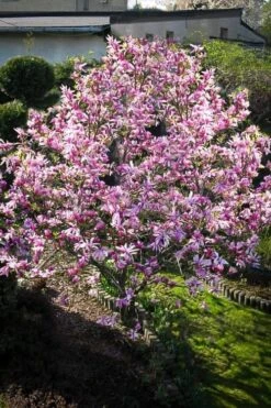 Betty Magnolia Tulip Tree - 3 Gallon Pot -Trees And Plants Magnolia Betty 7 1