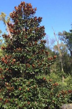 Brackens Brown Beauty Magnolia - 1 Gallon Pot 12 Brackens Brown Beauty Magnolia - 1 Gallon Pot -Trees And Plants Magnolia Bracken Brown Beauty 500x750 5