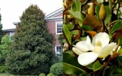 Brackens Brown Beauty Magnolia - 7 Gallon Pot (4-5') -Trees And Plants Magnolia Brackens Brown Beauty 1 5