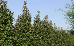 Brackens Brown Beauty Magnolia - 3 Gallon Pot -Trees And Plants Magnolia Brackens Brown Beauty 6 1