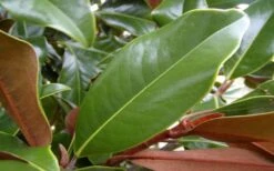 Brackens Brown Beauty Magnolia - 7 Gallon Pot (3-4') -Trees And Plants Magnolia Brackens Brown Beauty Leaves 2