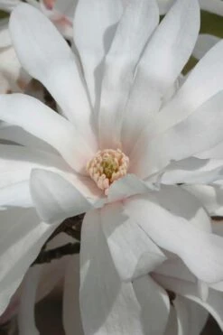 Centennial Star Magnolia - 3 Gallon Pot -Trees And Plants Magnolia Centennial 11