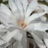 Centennial Star Magnolia - 1 Gallon Pot -Trees And Plants Magnolia Centennial 12 1