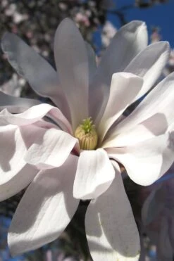 Centennial Star Magnolia - 3 Gallon Pot -Trees And Plants Magnolia Centennial 13