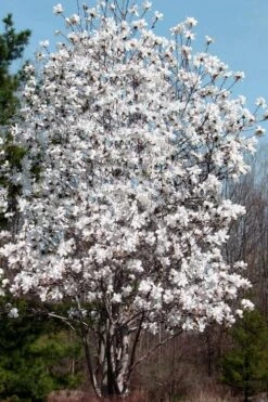 Centennial Star Magnolia - 1 Gallon Pot -Trees And Plants Magnolia Centennial 19 1