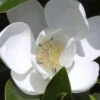 Claudia Wannamaker Southern Magnolia - 7 Gallon Pot (4-5') -Trees And Plants Magnolia Claudia Wannamaker 1 1
