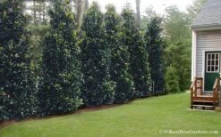 Claudia Wannamaker Southern Magnolia - 3 Gallon Pot -Trees And Plants Magnolia Claudia Wannamaker 2 2