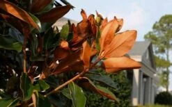 Claudia Wannamaker Southern Magnolia - 7 Gallon Pot (4-5') -Trees And Plants Magnolia Claudia Wannamaker 3 1
