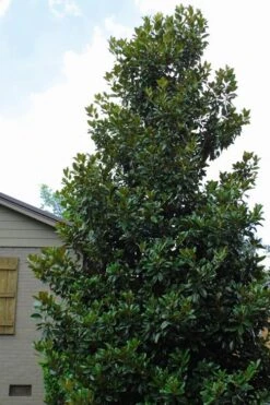 Claudia Wannamaker Southern Magnolia - 5 Gallon Pot -Trees And Plants Magnolia Claudia Wannamaker 4 3