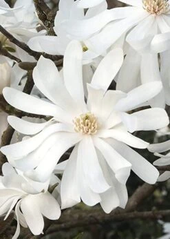 Royal Star Magnolia - 3 Gallon Pot 15 Royal Star Magnolia - 3 Gallon Pot -Trees And Plants Magnolia Royal Star 10 1