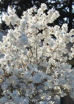 Royal Star Magnolia - 2 Gallon Pot -Trees And Plants Magnolia Royal Star 11