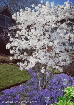 Royal Star Magnolia - 2 Gallon Pot -Trees And Plants Magnolia Royal Star 12