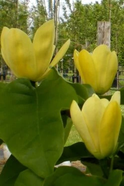 Yellow Bird Magnolia Tulip Tree - 1 Gallon Pot -Trees And Plants Magnolia Yellow Bird 10 1
