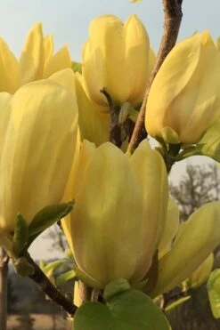 Yellow Bird Magnolia Tulip Tree - 1 Gallon Pot -Trees And Plants Magnolia Yellow Bird 14 1