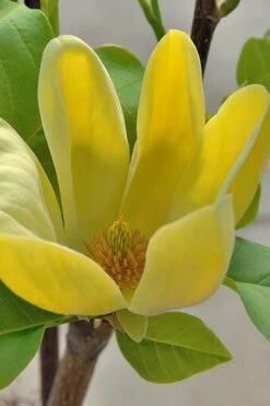 Yellow Bird Magnolia Tulip Tree - 1 Gallon Pot -Trees And Plants Magnolia Yellow Bird 16 1