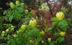 Yellow Bird Magnolia Tulip Tree - 1 Gallon Pot -Trees And Plants Magnolia Yellow Bird 18 1