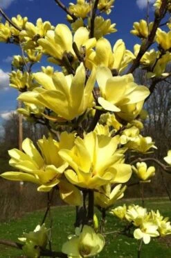 Yellow Bird Magnolia Tulip Tree - 1 Gallon Pot -Trees And Plants Magnolia Yellow Bird 32 1