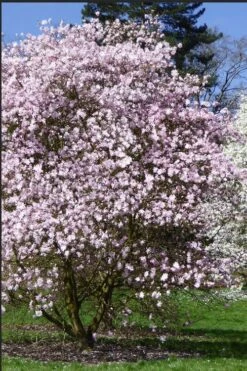 Centennial Blush Star Magnolia - 3 Gallon Pot -Trees And Plants Magnolia stellata centennial blush 2