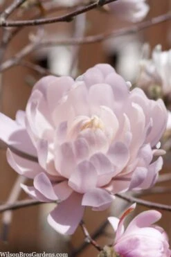 Centennial Blush Star Magnolia - 3 Gallon Pot -Trees And Plants Magnolia stellata centennial blush 3