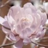 Centennial Blush Star Magnolia - 3 Gallon Pot -Trees And Plants Magnolia stellata centennial blush 4