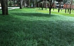 Tall Mondo Grass - 72 Pack Of 3.5" Pint Pots -Trees And Plants Mondo Grass 21 1