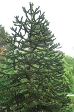 Monkey Puzzle Tree (Araucaria Auracana) - 1 Gallon Pot -Trees And Plants Monkey Puzzle Tree 2 1