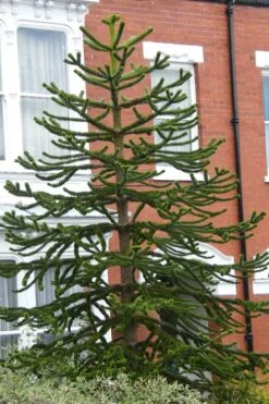 Monkey Puzzle Tree (Araucaria Auracana) - 1 Gallon Pot -Trees And Plants Monkey Puzzle Tree 3 1
