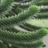 Monkey Puzzle Tree - Araucaria Auracana - 3 Gallon Pot -Trees And Plants Monkey Puzzle Tree 4