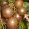 Carlos Bronze Muscadine Grape Vine - 1 Gallon Pot -Trees And Plants Muscadine Carlos 1