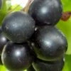 Cowart Black Muscadine Grape Vine - 1 Gallon Pot -Trees And Plants Muscadine Cowart 1