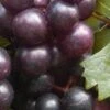 Creek Black Muscadine Grape Vine - 1 Gallon Pot -Trees And Plants Muscadine Creek 1